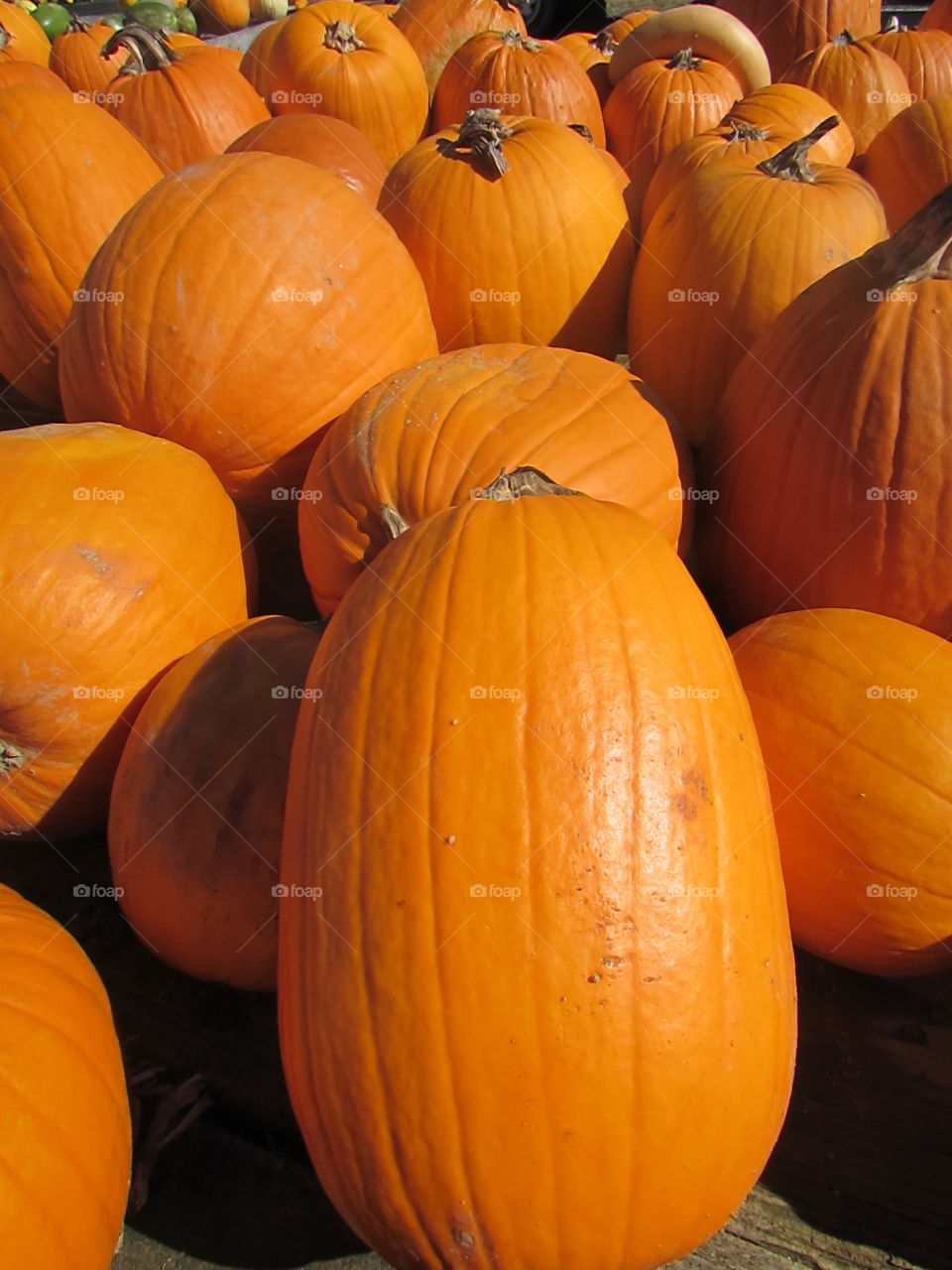 pumpkin patch. a fun time at the pumpkin patch.