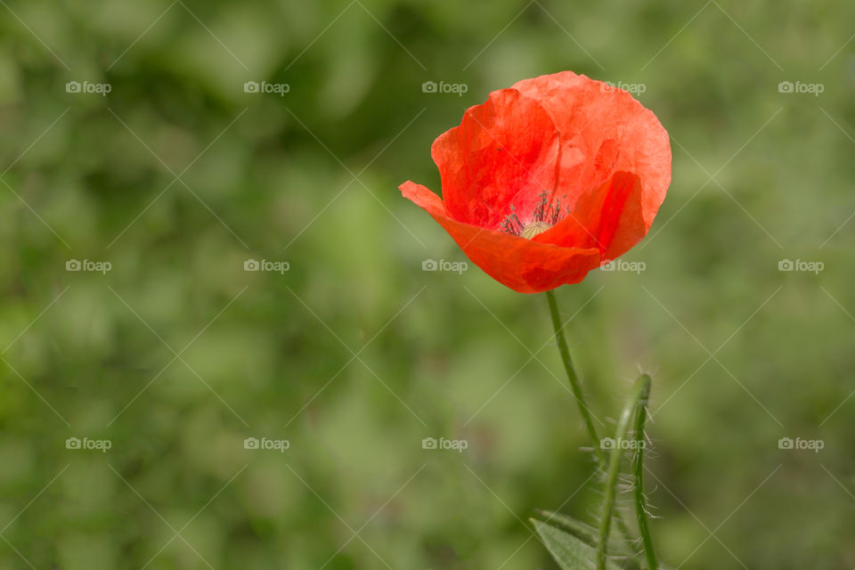 Single poppy in blurred green meadow