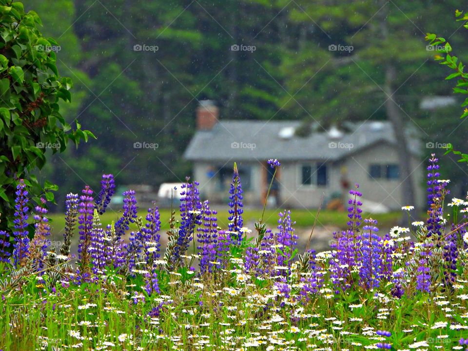 Close view of the wild, blue and purple Arctic Lupins, Lupinus Arcticus in a green field surrounded by daisies.  A bokeh summer home in the backdrop. 