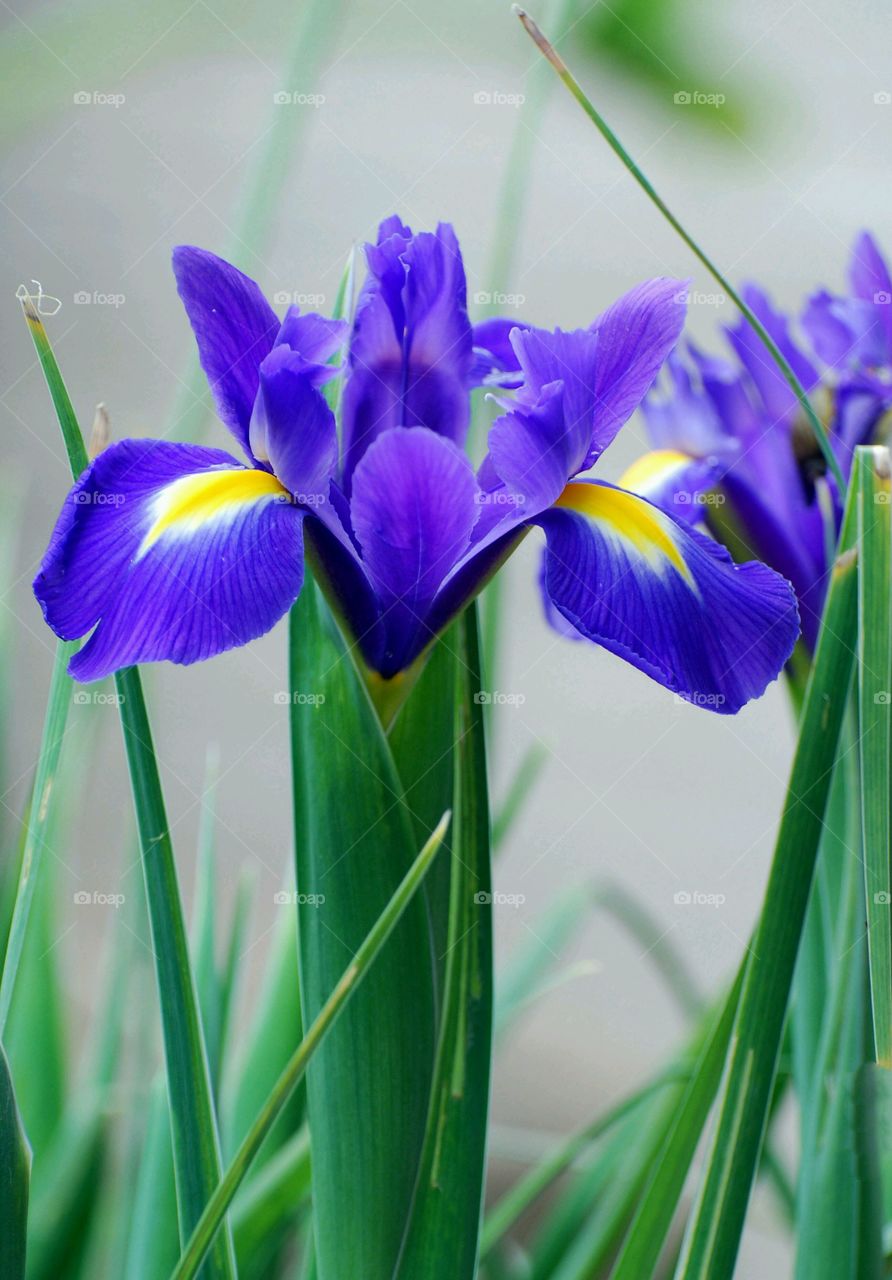 These flowers seems always smiling but are they happy always.