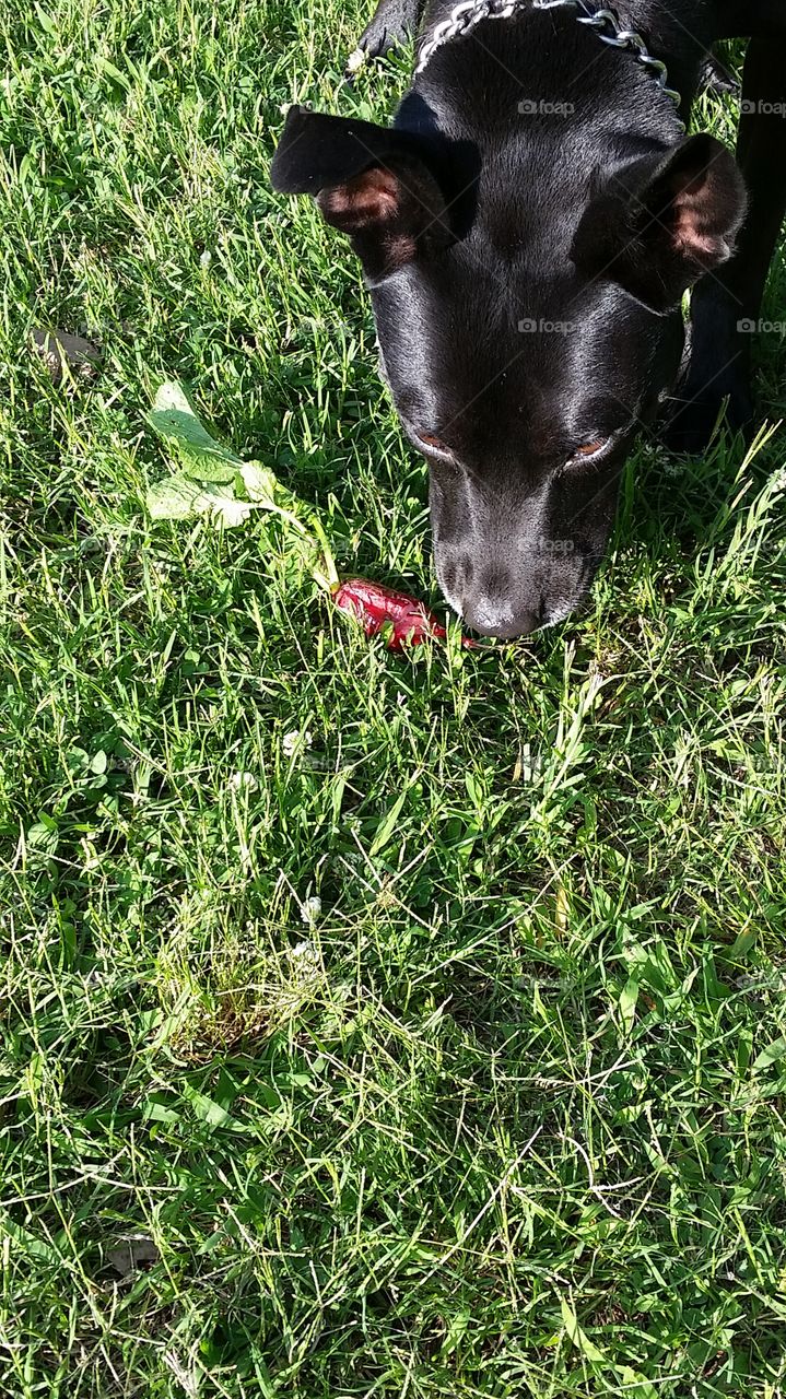 Vi eating radish. Animals