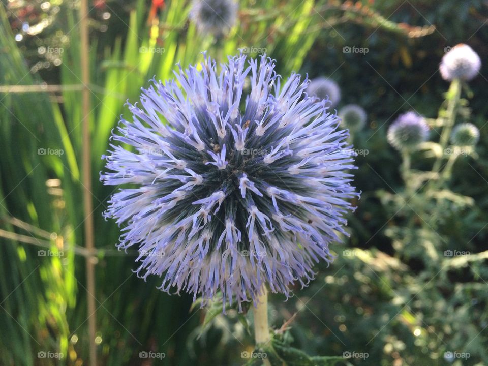 Close-up of dandelion