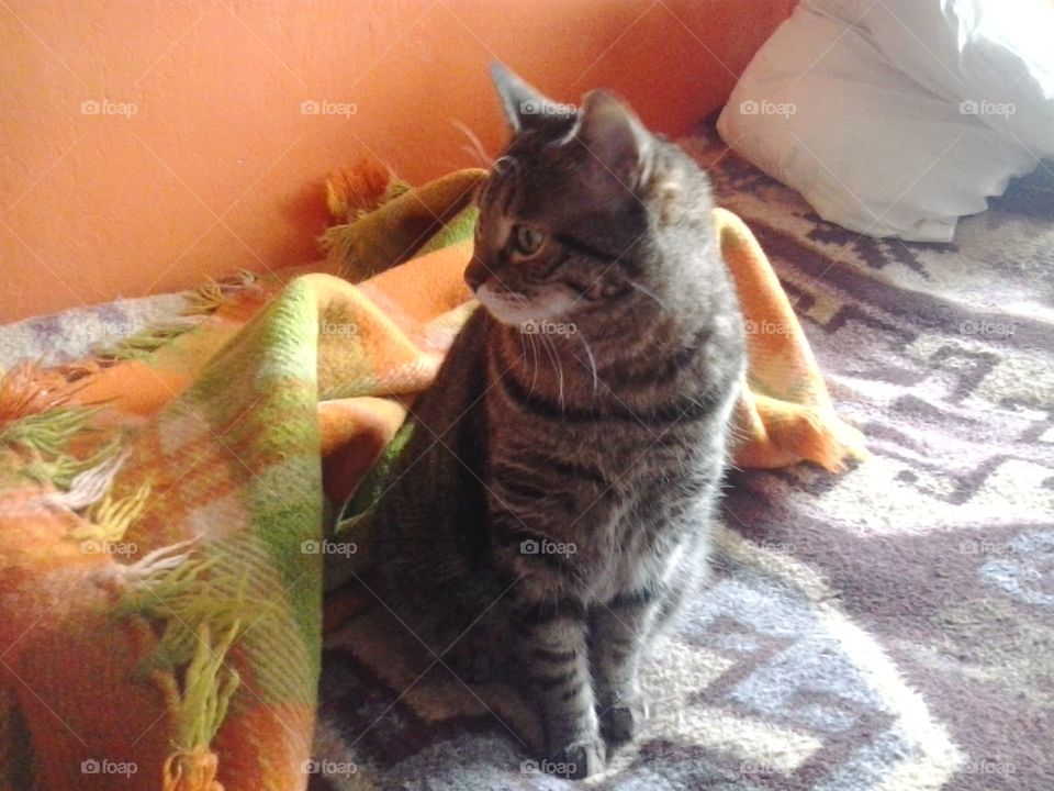 my cat Bastet