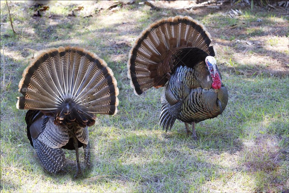 Beautiful big Turkeys-coming and going.