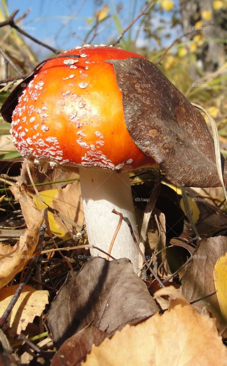 Red mushroom under the leaf