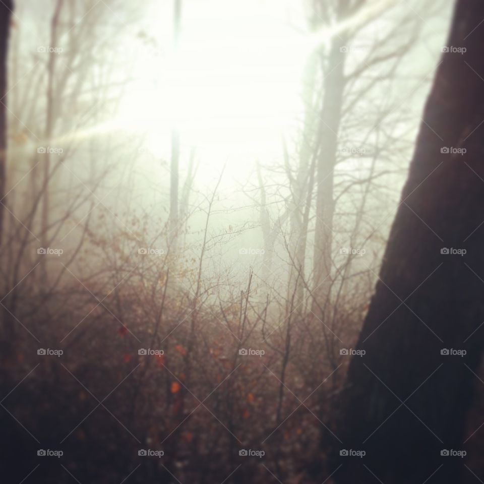 Forest through the trees. West Virginia park