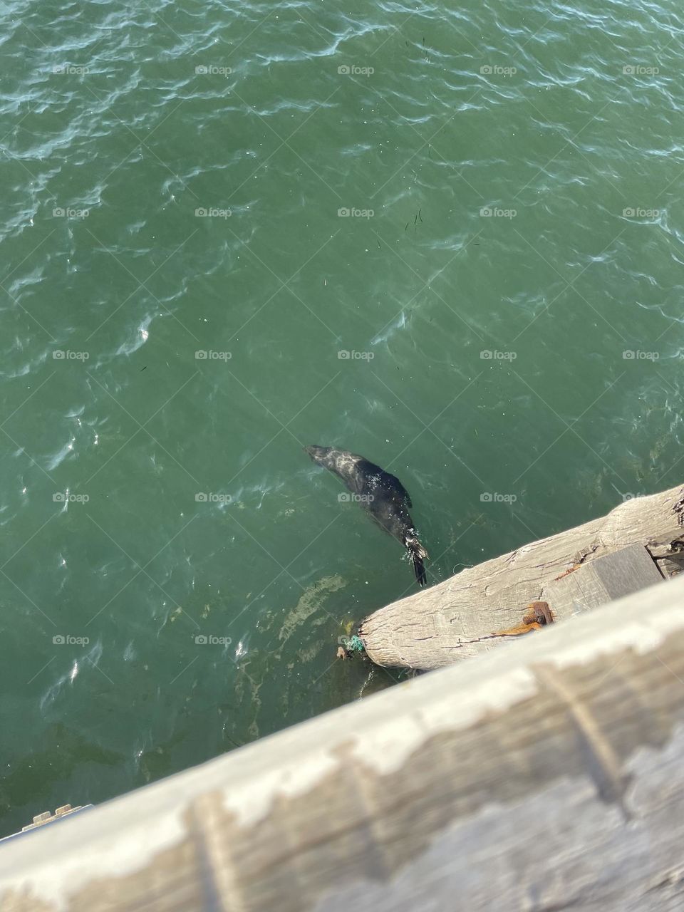 A seal from a jetty 