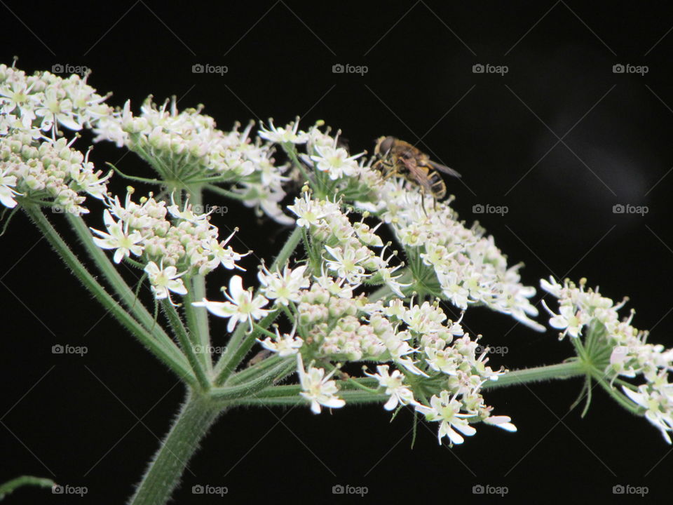 feeding bee