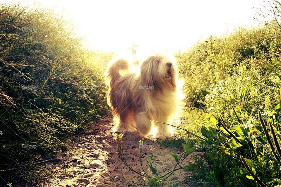 Dylan the bearded collie