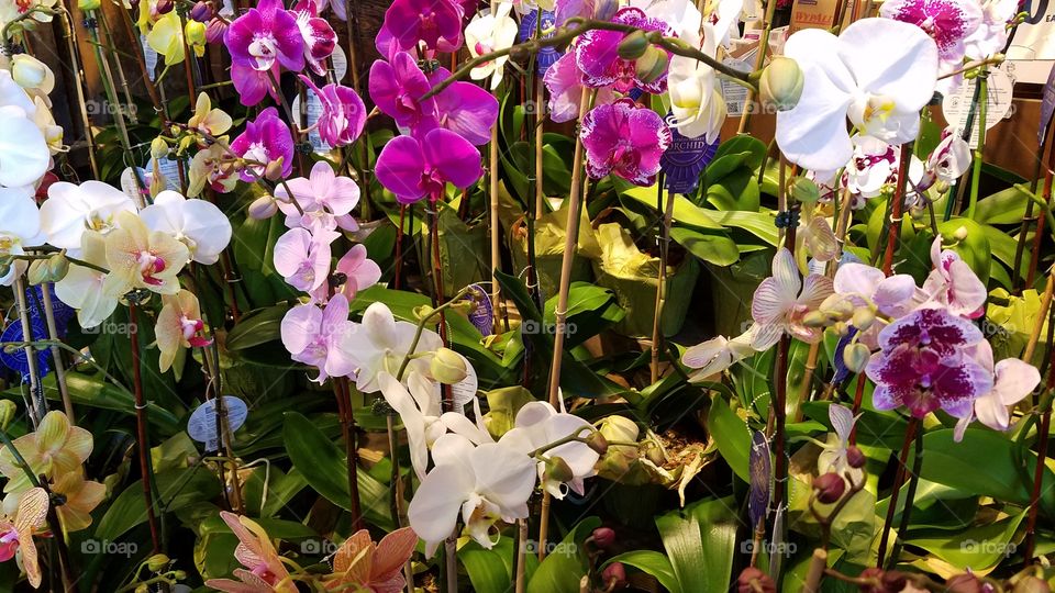 blooming orchids in abundance