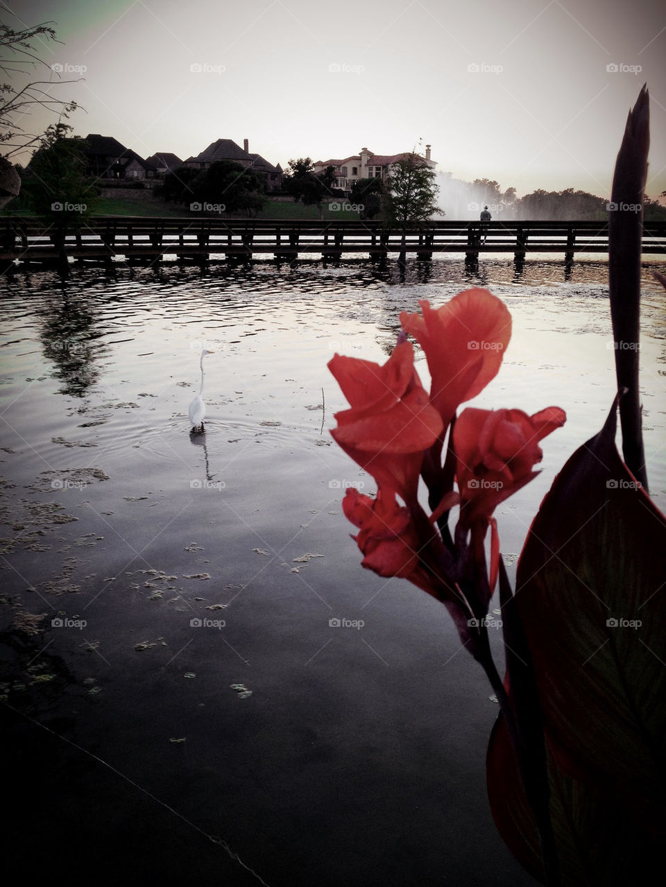 flower red water lake by jcha771331
