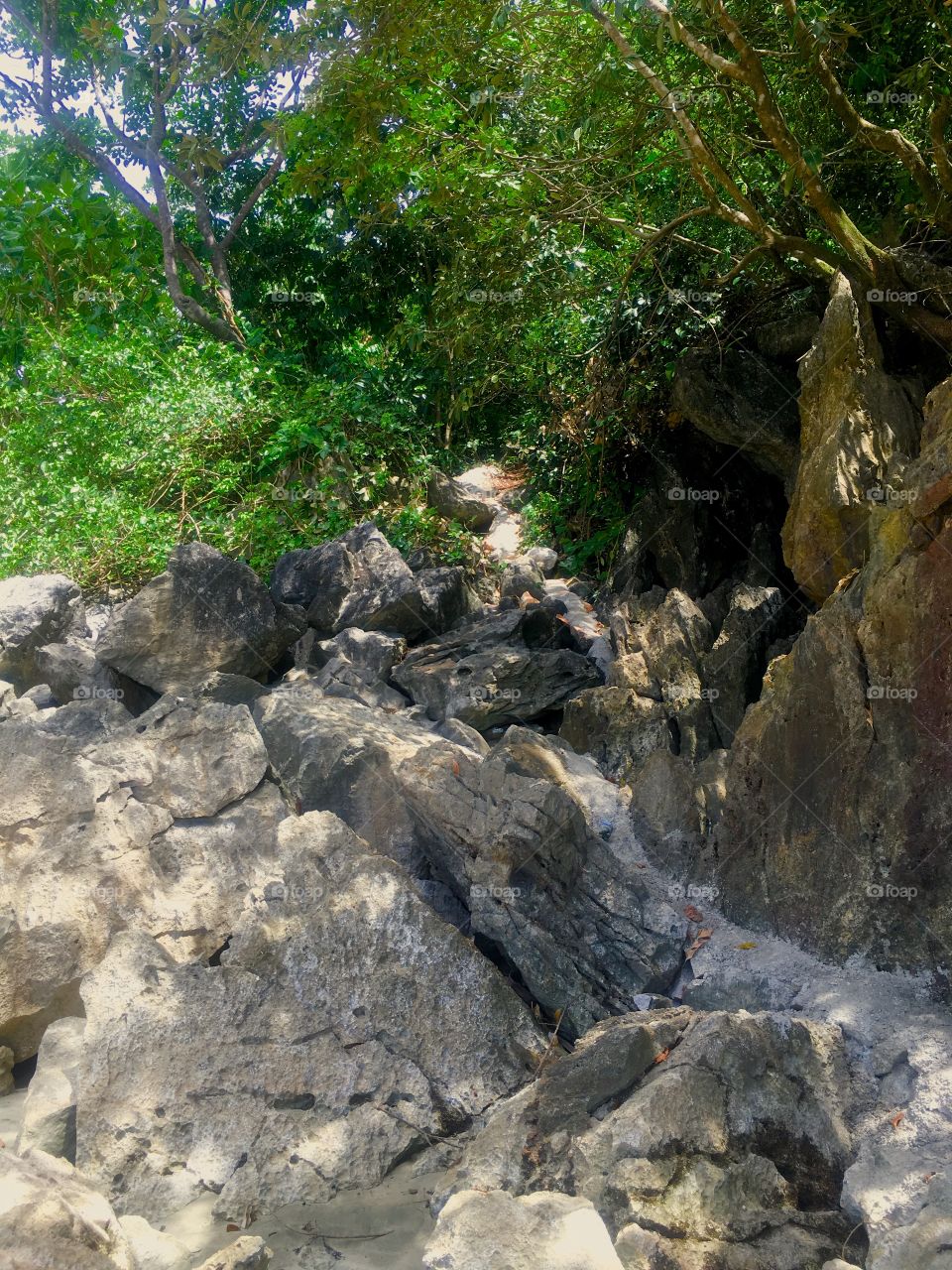 Rocks and trees on a beach 
