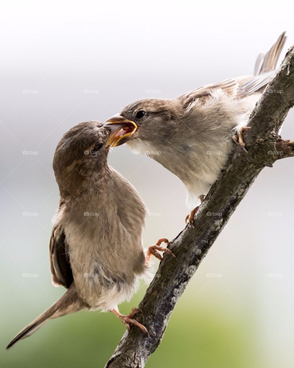 Mother sparrow feeding her chubby baby