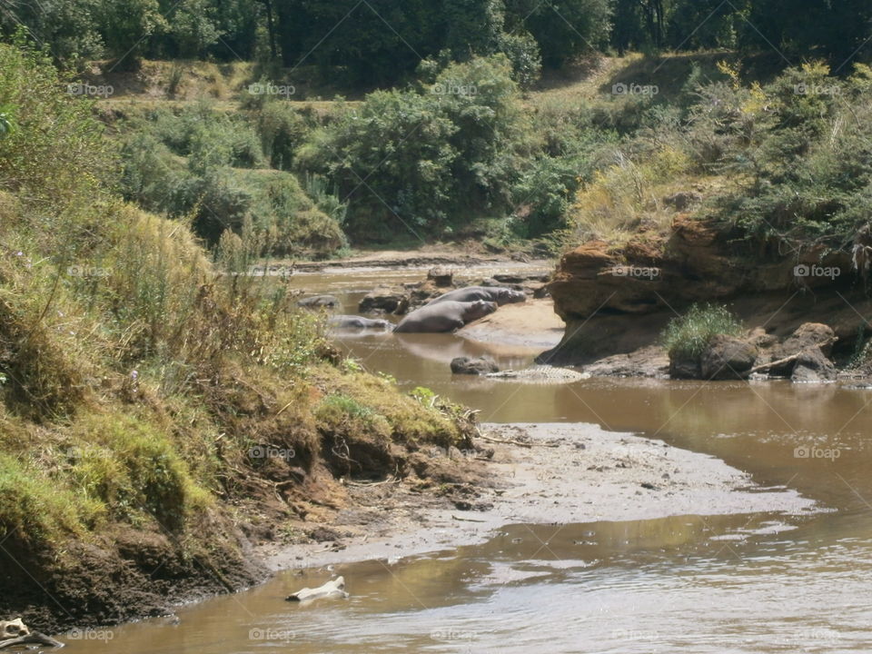 hippos, at mara river