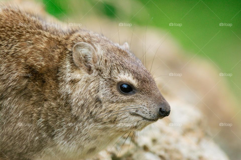 Cute hyrax...