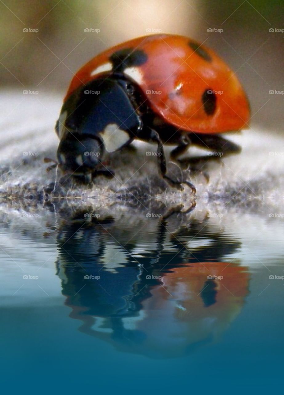 ladybug by the water