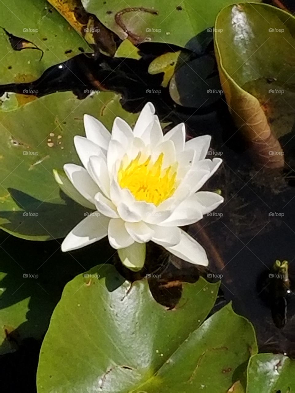 water lily - nymphaeaceae