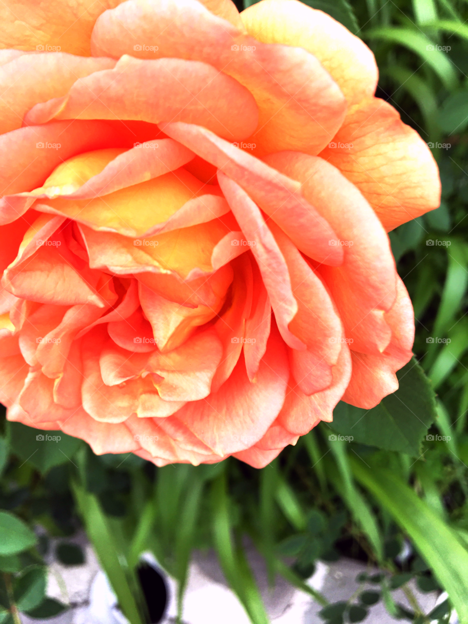 An up close shot of a peach colored rose