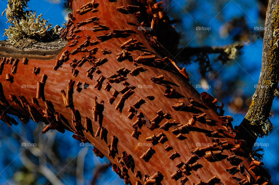curling on manzanita bark
