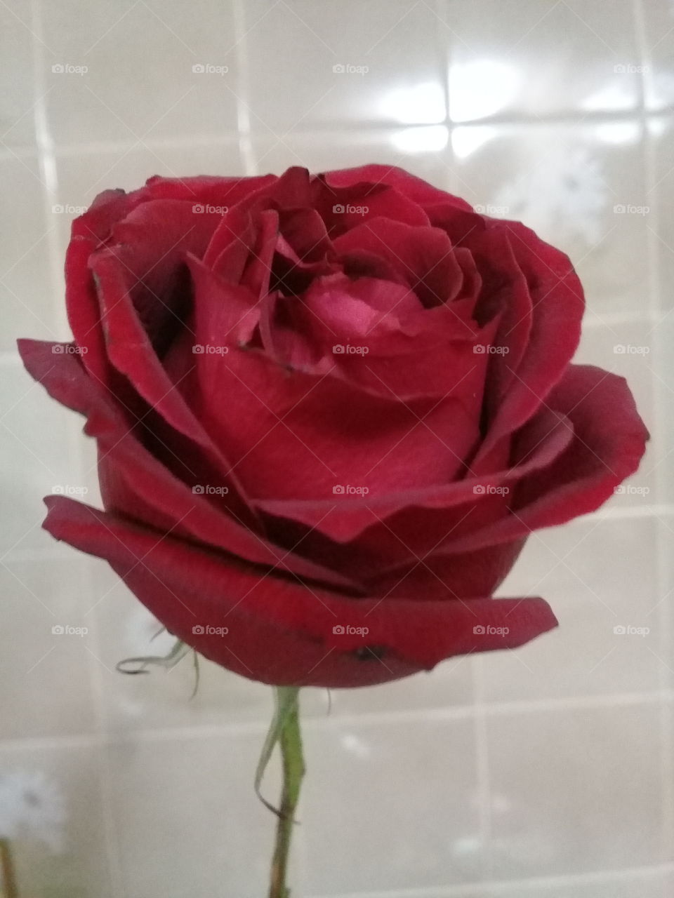 Flores para quem se ama! Há coisa mais agradável do que mimar a esposa amada com um botão de rosa? Um gesto simples, romântico e que encanta.