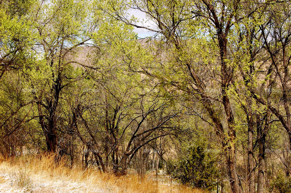 mountain trees by refocusphoto