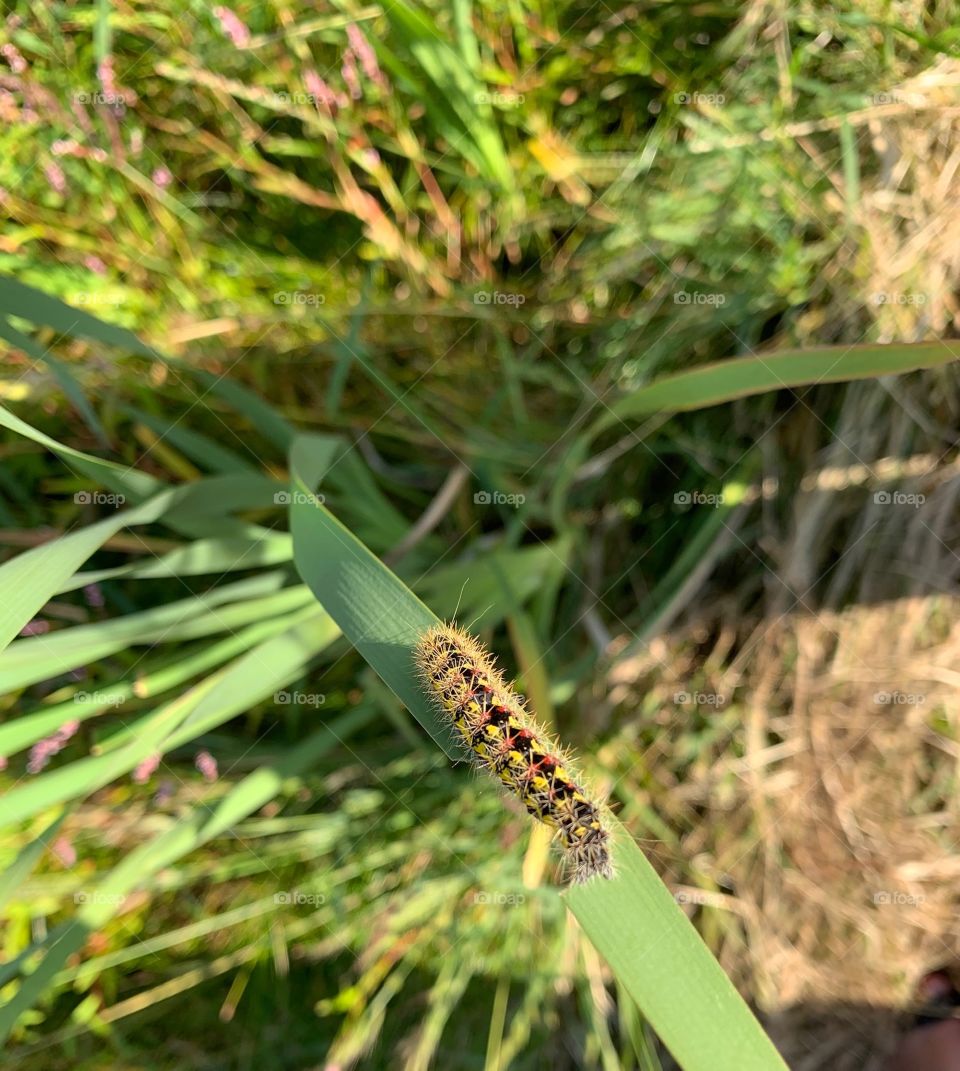 Very Hairy Caterpillar 