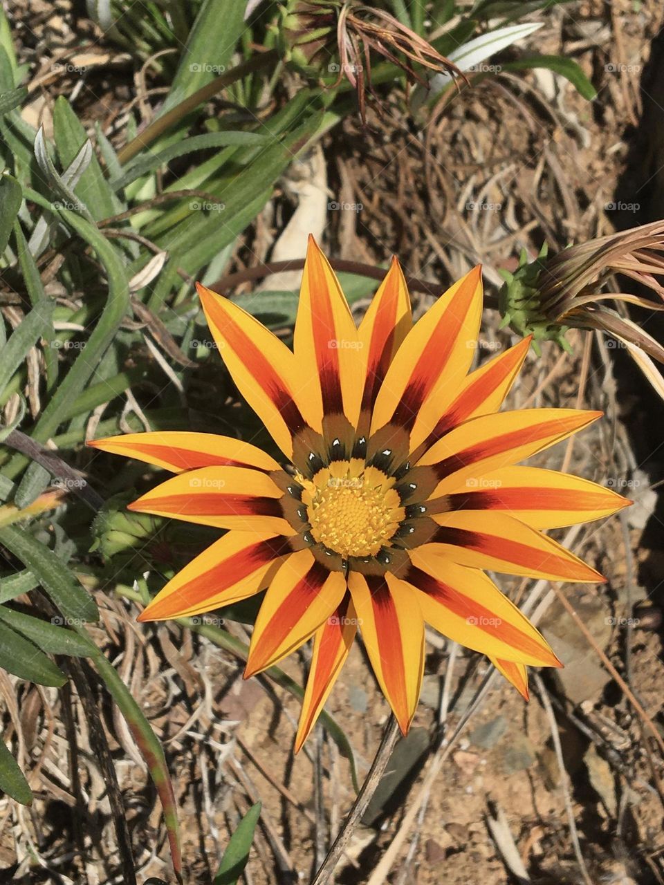 Elegant gazania blooming flower