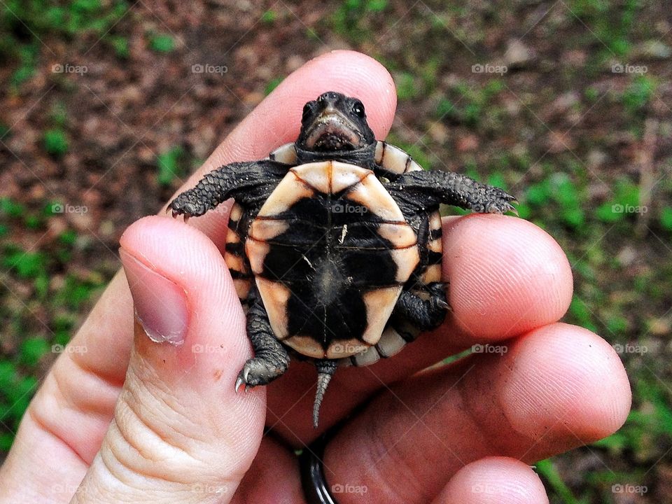 Baby Turtle