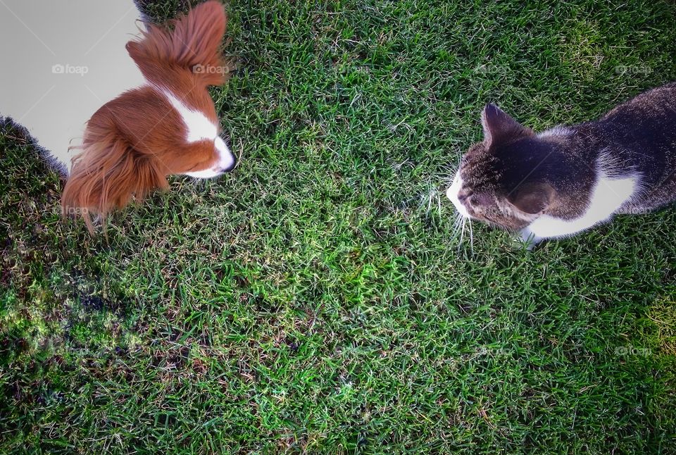 A Papillion dog and a tabby cat meet in the green grass from above