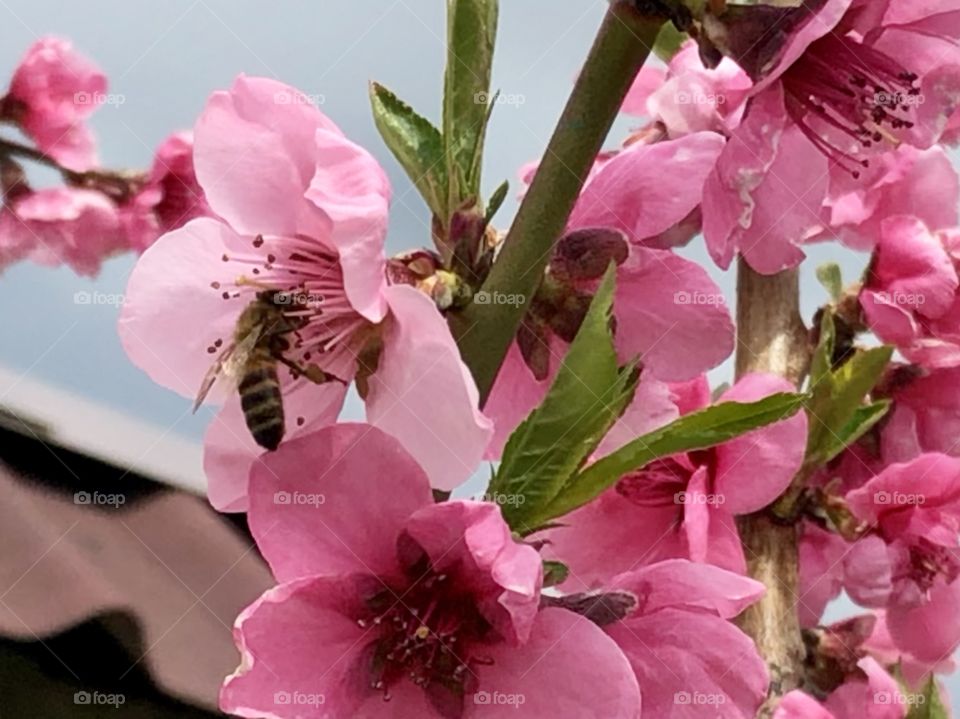 Peach flower/ bee/springtime/bloom