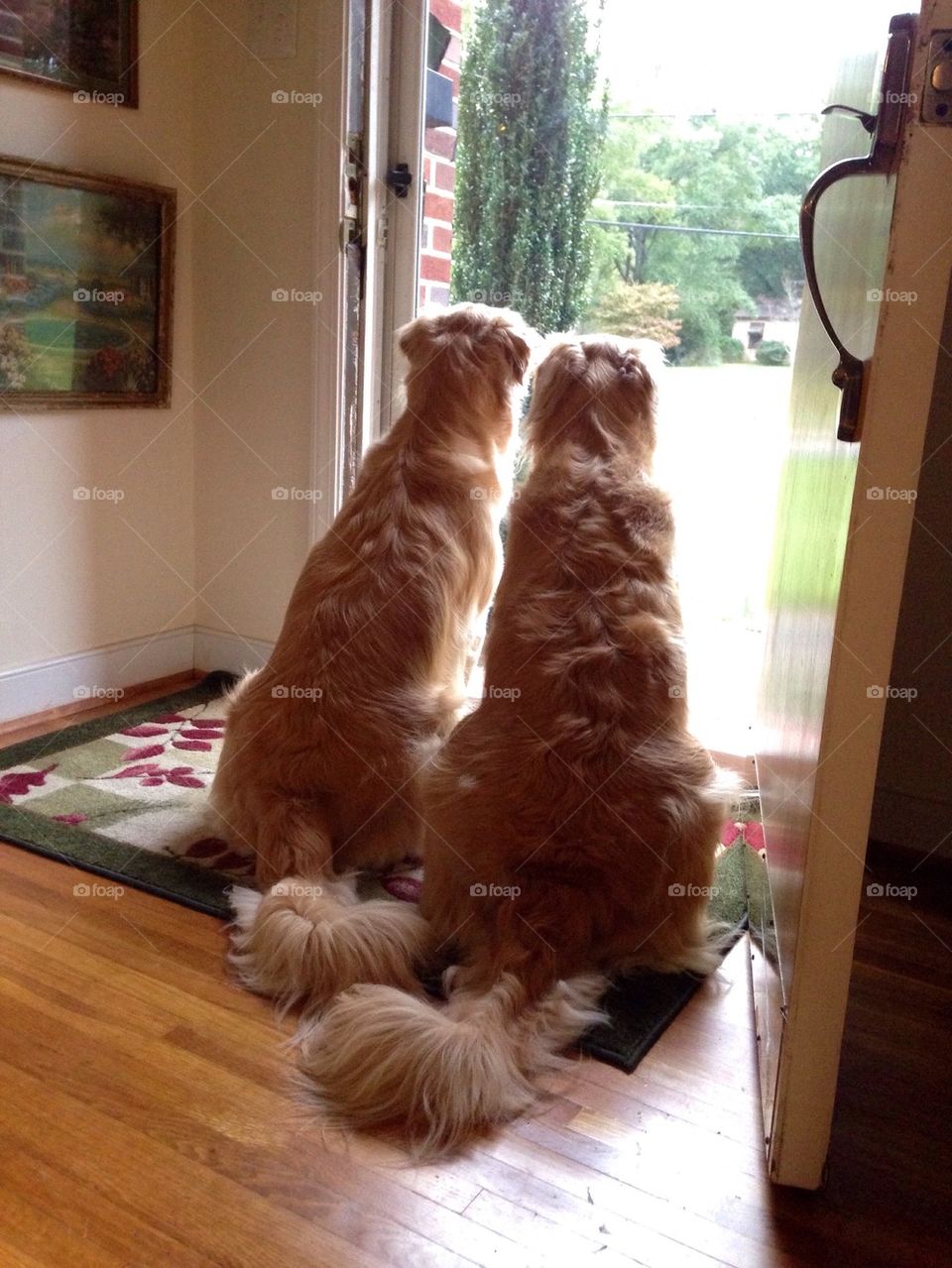 Rear view of a two dog sitting on carpet near door