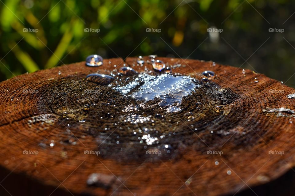 water drops on fence log