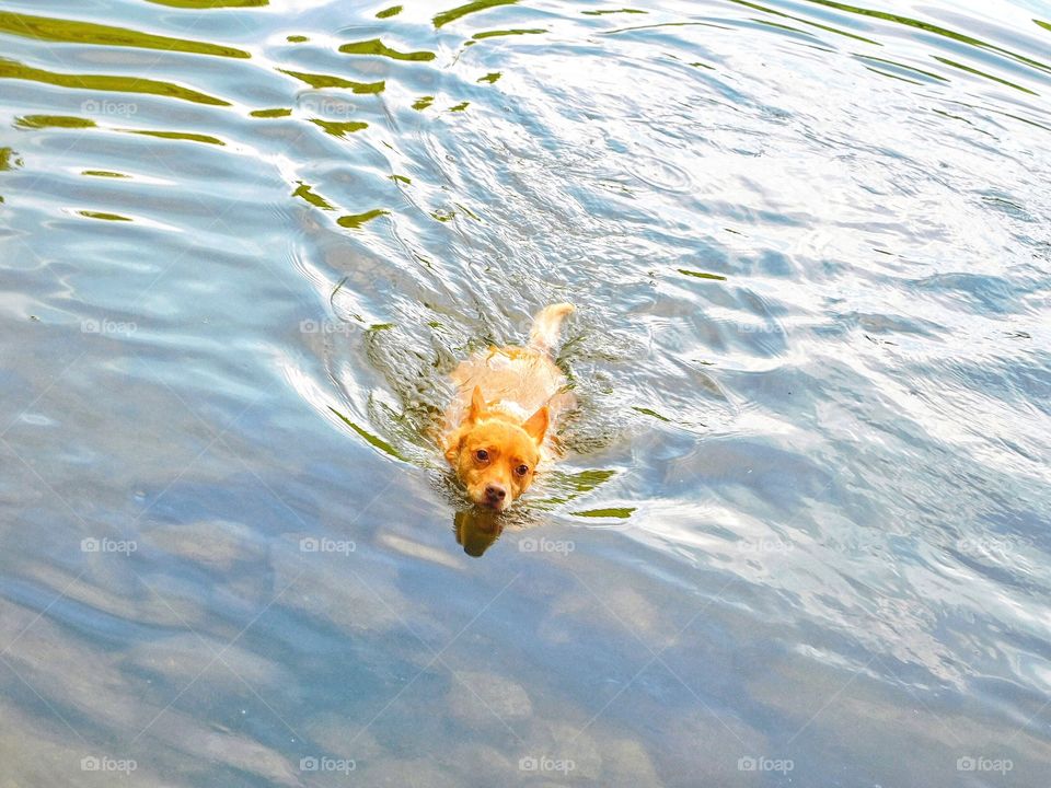 Knox enjoying the cold lake water 