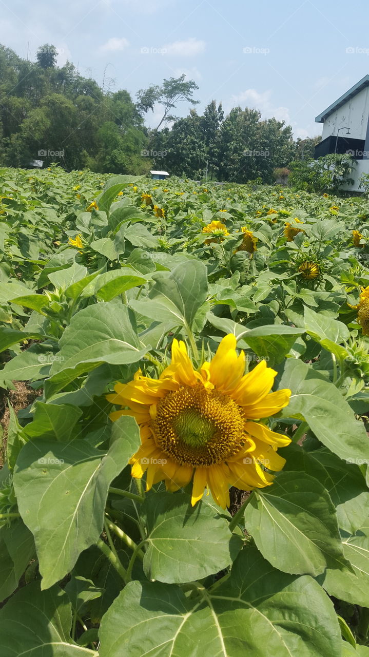 blooming sunflower @Kediri