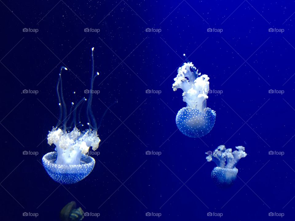 Jellyfish 