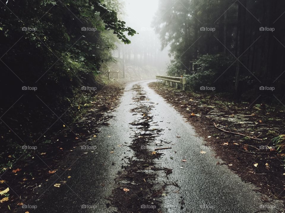Fog road