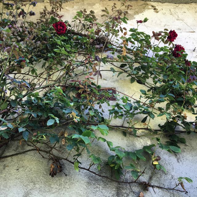 Climbing Vines