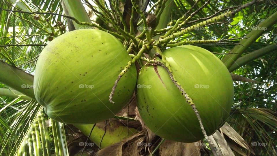 Delicious Green Coconuts