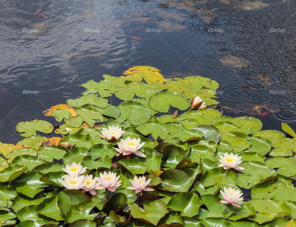 Water lilies 2
