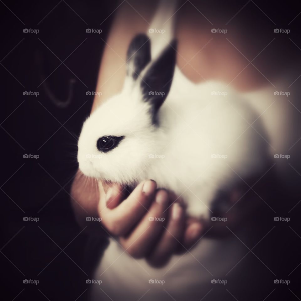 White rabbit