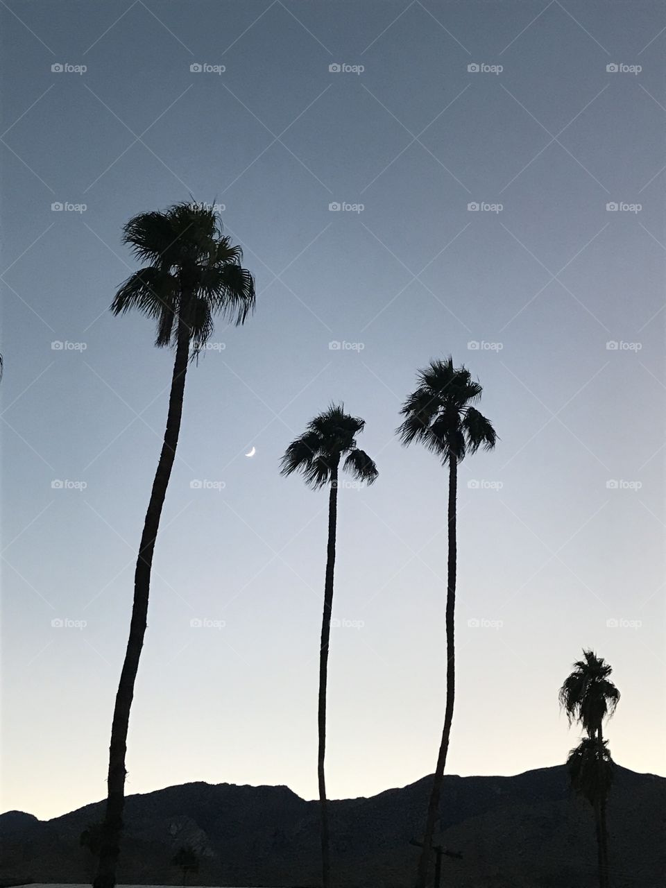 Beautiful dark palm trees at dusk in Palm Springs against a striking blue sky that fades to yellow with the moon in the background 