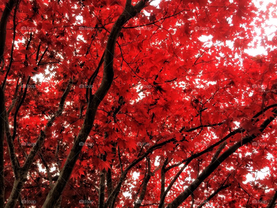 Japanese Maple