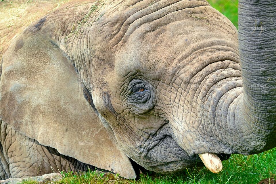 Elephant. Cute elephant upclose