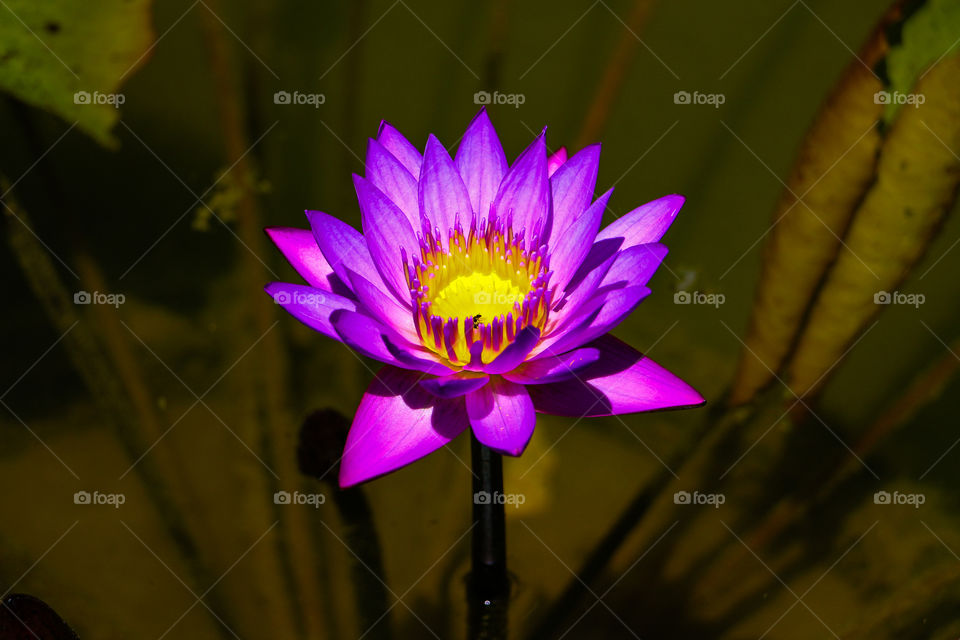 Purple Lotus