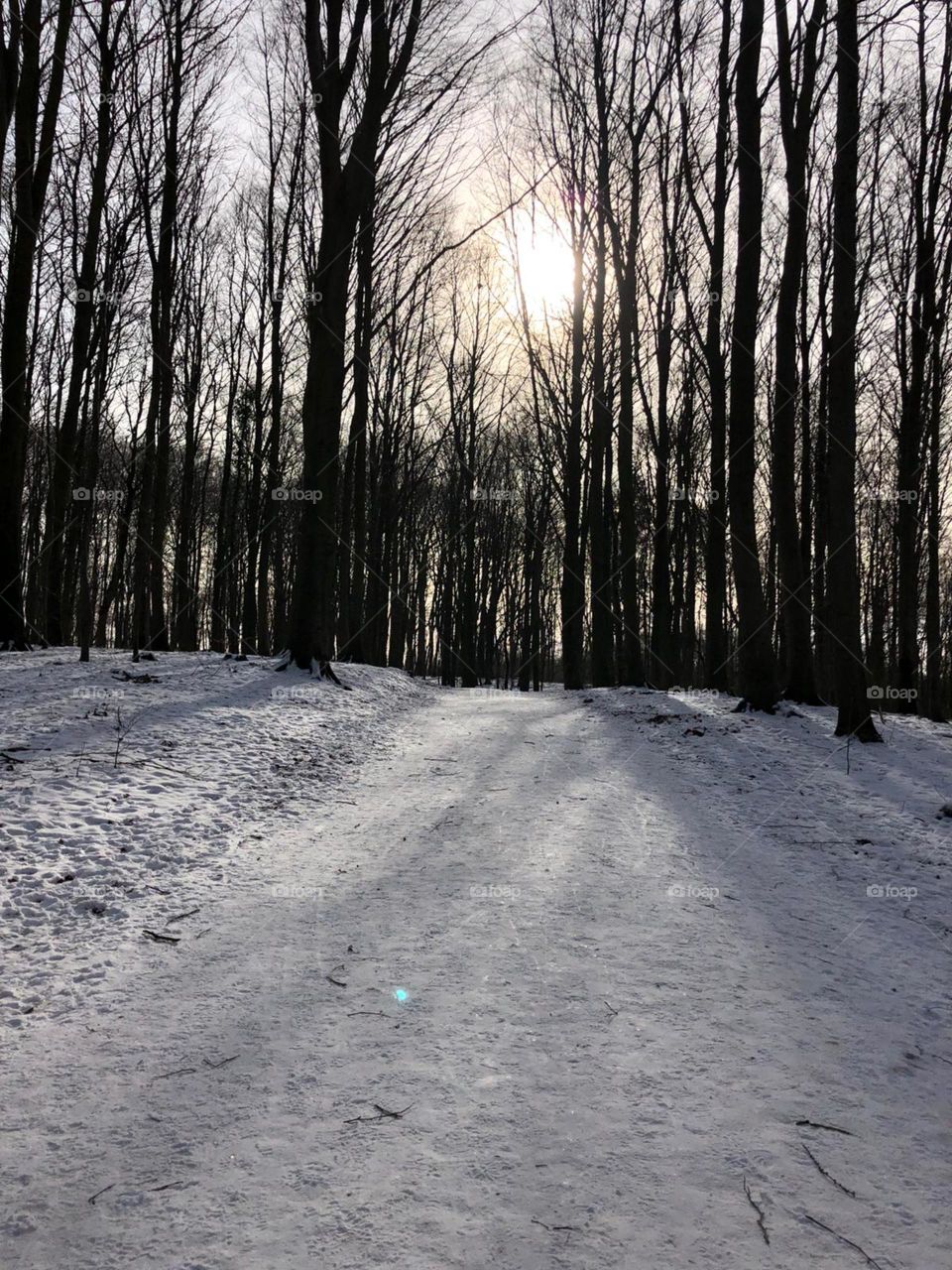 the forest in winter