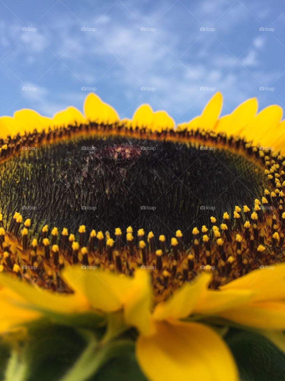 happy sunflower