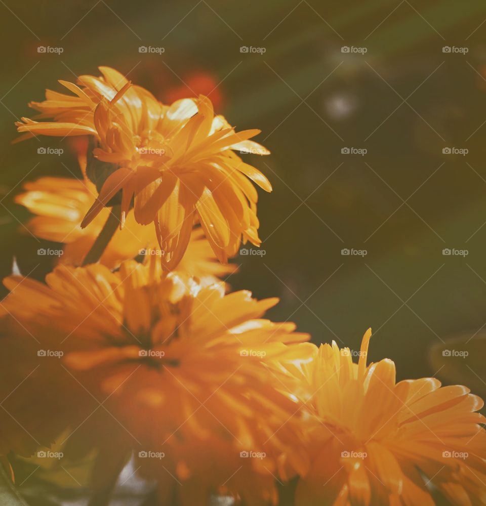Close-up of dahlia flowers