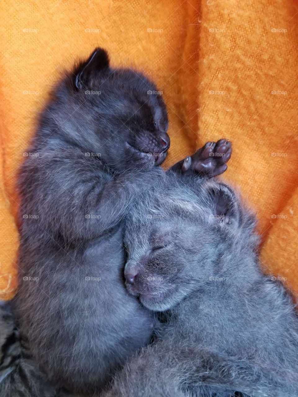 Brother snuggles are the best.