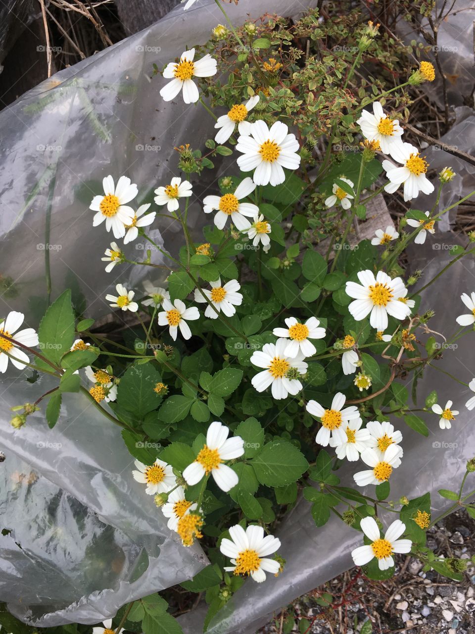 Bunch of daisies in the trash