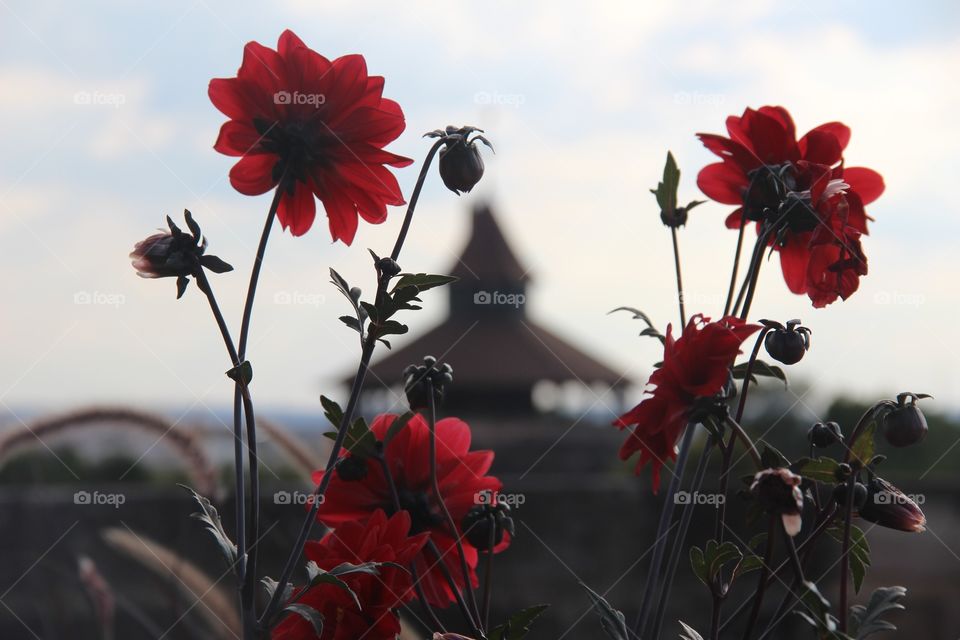 Close-up of red flower